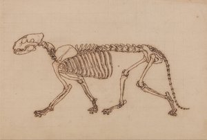  av George Stubbs