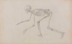  av George Stubbs