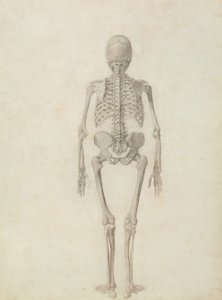 En sammenlignende anatomisk fremstilling av strukturen til menneskekroppen med strukturen til en tiger og en fugl: menneskeskjelett, posteriort syn av George Stubbs