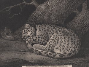 En sovende leopard, gravert av kunstneren, pub. 1791 (radering) av George Stubbs