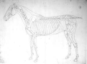 Anatomisk studie av en hest (penn og blekk og blyant på papir) av George Stubbs