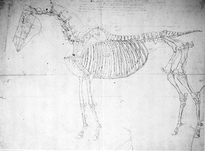 Anatomisk studie av en hest (penn og blekk og blyant på papir) av George Stubbs