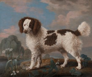 Brun og hvit Norfolk eller Water Spaniel av George Stubbs
