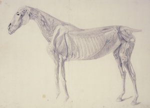 Diagram fra The Anatomy of the Horse av George Stubbs