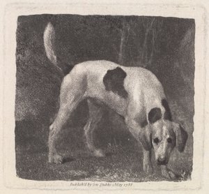 Dog (A Foxhound on the Scent) gravert av kunstneren, pub. 1788 av George Stubbs