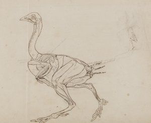 Dorking Hen Body, Lateral View, fra "En sammenlignende anatomisk utstilling av strukturen til menneskekroppen med strukturen til en tiger og en vanlig fugl" av George Stubbs