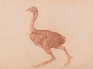 Dorking høne, sett fra siden av George Stubbs