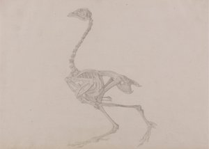 Dorking Hen Skeleton, Lateral View (Ferdig studie for en upublisert tabell) av George Stubbs