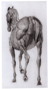 Ryggsyn av muskelstrukturen til en progressivt dissekert hest, studie nr. 7 fra The Anatomy of the Horse, 1766 av George Stubbs