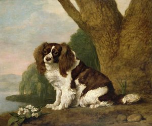 Fanny, en brun og hvit spaniel