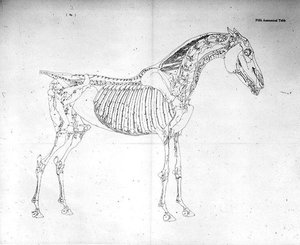 Fifth Anatomical Table, fra 
