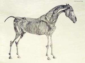 Femte anatomiske tabell, fra 