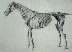 Fullført studie for det femte anatomiske bordet til en hest (grafitt på papir) av George Stubbs