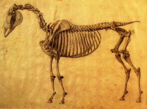 Ferdig studie for det første skjelettbordet til en hest, ca. 1766 (grafitt på papir) av George Stubbs