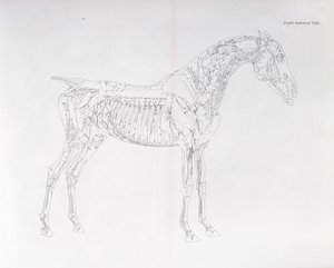 Fjerde anatomiske tabell, fra 