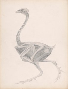 Fowl Body, Lateral View (Svært fullført studie for en upublisert tabell; viser siste fase i disseksjon) av George Stubbs