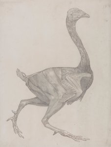 Fuglekropp, sett fra siden (sannsynligvis klargjort for overføring til platen for gravering av tabell XV) av George Stubbs