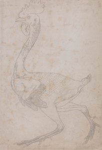 Fuglekropp, sett fra siden (sannsynligvis klargjort for overføring til platen for gravering av nøkkelfiguren til tabell X) av George Stubbs