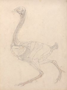 Fuglekropp, sidevisning (studie for nøkkelfiguren til tabell XV) av George Stubbs
