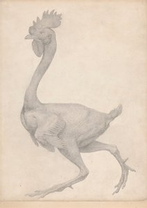 Høns, sett fra siden med de fleste fjær fjernet (ferdig studie for tabell X) av George Stubbs