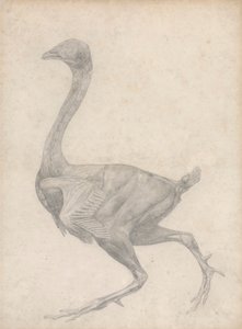Høns, sett fra siden, med hud og underliggende fassielle lag fjernet (ferdig studie for tabell XV) av George Stubbs