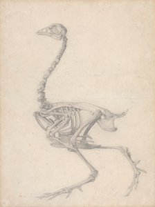 Fowl Skjelett, sidevisning (ferdig studie for tabell V) av George Stubbs