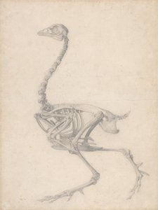 Fowl Skjelett, sidevisning (ferdig studie for tabell V) av George Stubbs