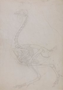 Fowl Skeleton, Lateral View (konturtegning) av George Stubbs