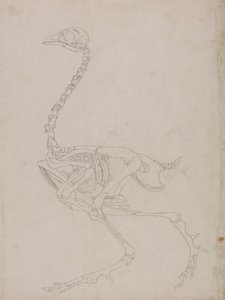 Fowl Skeleton, Lateral View (konturtegning av skjelettet) av George Stubbs