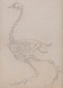 Fowl Skeleton, Lateral View (konturtegning av skjelettet forberedt for nøkkelfiguren til tabell V) av George Stubbs