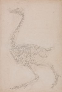 Høneskjelett, sidevisning (sannsynligvis grunnleggende studie av proporsjonene til hønseskjelettet brukt til andre tegninger) av George Stubbs