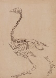 Fowl Skeleton, Lateral View (Studie for nøkkelfiguren til tabell V) av George Stubbs