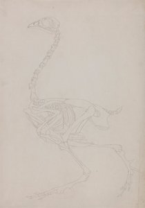 Hønseskjelett, sett fra siden av George Stubbs