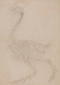 Hønseskjelett, sett fra siden av George Stubbs