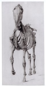 Forfra av skjelettet til en hest, studie nr. 10 fra The Anatomy of the Horse, 1766 av George Stubbs