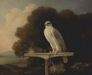Grønlandsfalk, Gyrfalk, 1780. av George Stubbs