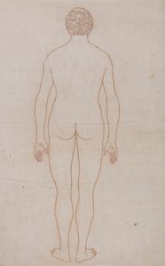 Menneskekropp, posterior sett (konturtegning for tabell VII) av George Stubbs