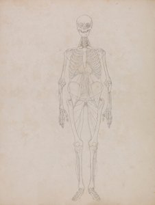 Menneskefigur, forfra (konturfigur) av George Stubbs