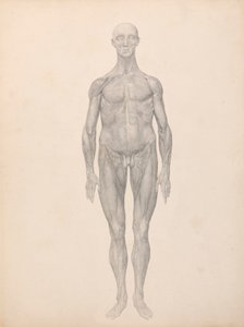 Menneskelig figur, forfra, hud og underliggende fasciallag fjernet (ferdig studie for tabell XI) av George Stubbs