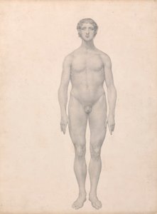 Menneskelig figur, sett forfra, udissert (ferdig studie for tabell VI) av George Stubbs