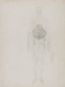 Human Figure, Anterior View, fra 