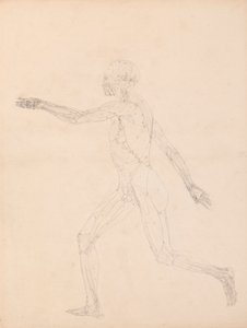 Menneskelig figur, sidevisning (for nøkkelfiguren til tabell XIII) av George Stubbs