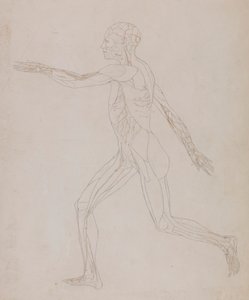 Menneskelig figur, sidevisning (relatert til tabell XIII, detaljert studie av blodårene som forsyner musklene) av George Stubbs