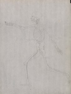 Menneskeskikkelse, sidevisning av George Stubbs