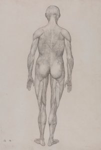 Menneskeskikkelse, posterior sett (nesten identisk med ferdig tegning for tabell XII) av George Stubbs