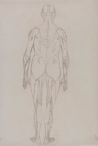 Menneskeskikkelse, posterior sett (konturtegning for nøkkelfigur til tabell XII) av George Stubbs