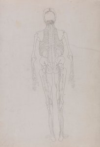 Menneskelig figur, posterior sett (konturtegning for en nøkkelfigur som viser det siste stadiet av disseksjon) av George Stubbs