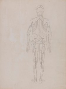Menneskefigur, posterior visning (konturtegning for nøkkelfiguren til en upublisert plate) av George Stubbs