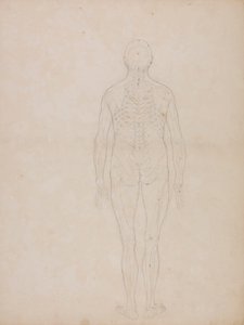 Menneskeskikkelse, posterior sett av George Stubbs