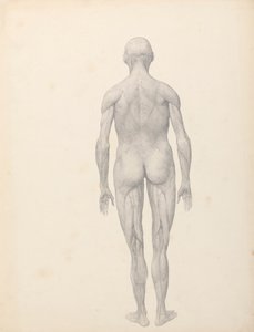 Menneskefigur, posteriort sett, delvis dissekert (ferdig studie for tabell XII) av George Stubbs